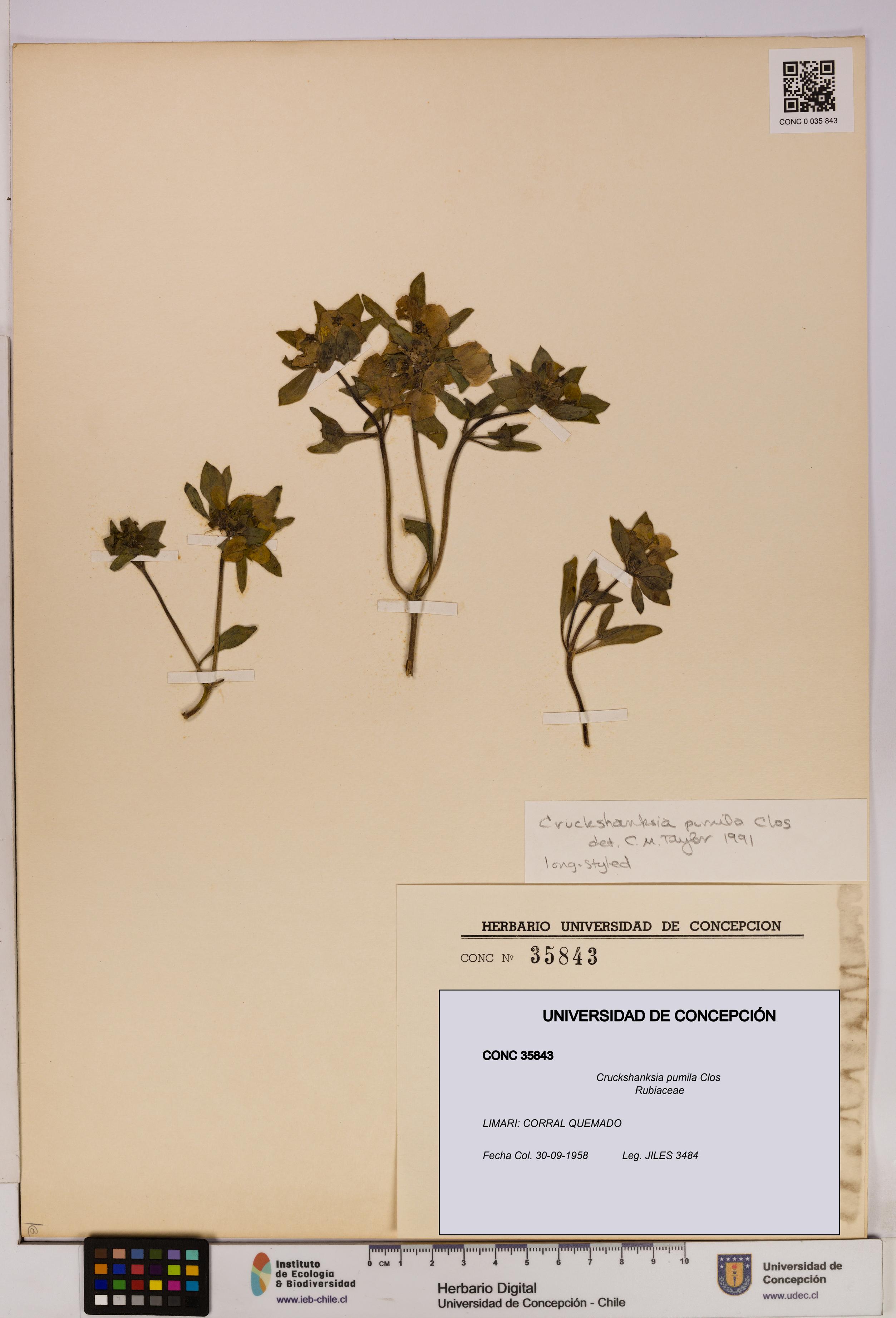 Cruckshanksia pumila [Espécimen: UDEC:CONC:0035843]