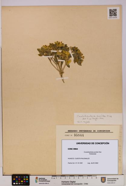 Cruckshanksia pumila [Espécimen: UDEC:CONC:0035844]