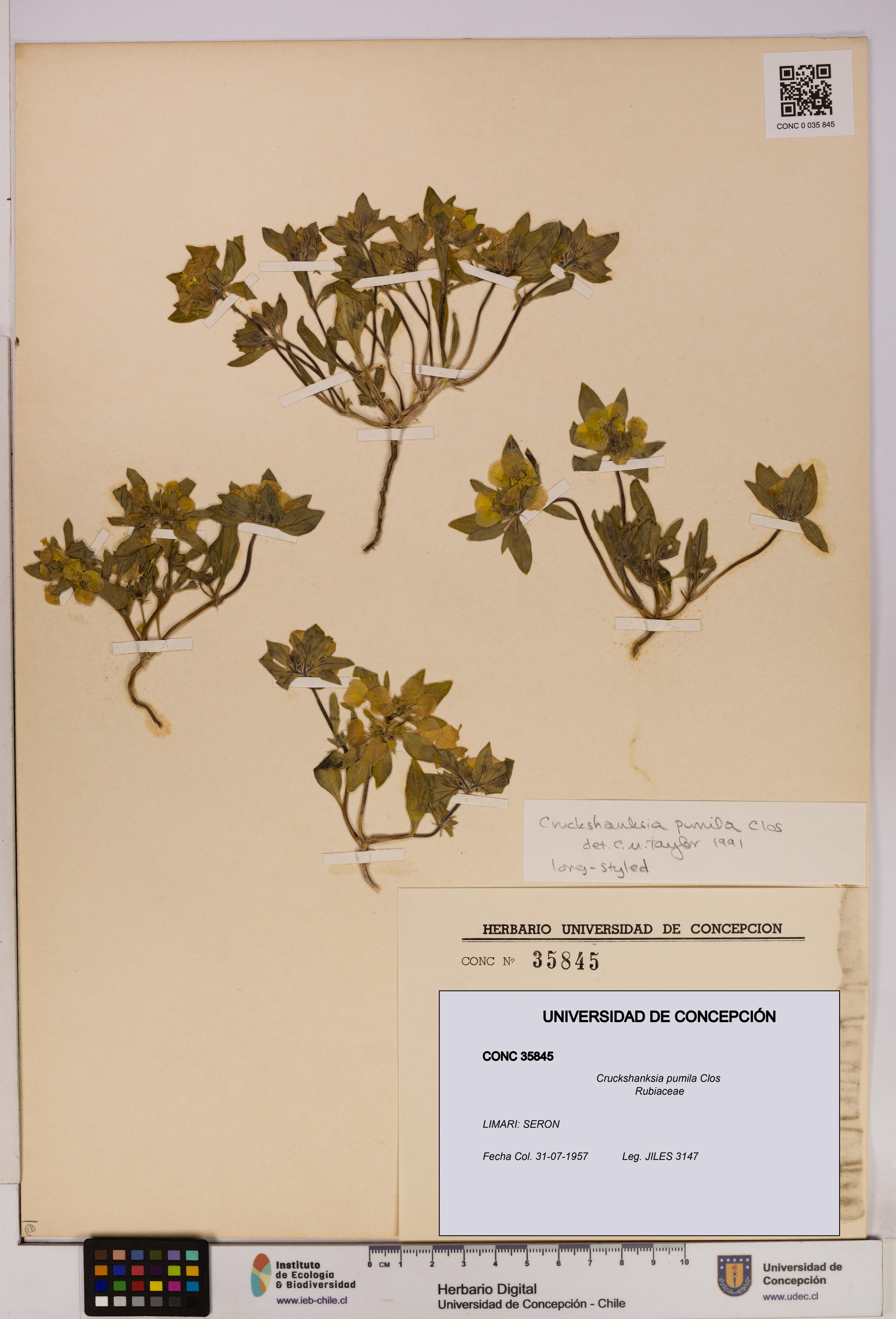 Cruckshanksia pumila [Espécimen: UDEC:CONC:0035845]