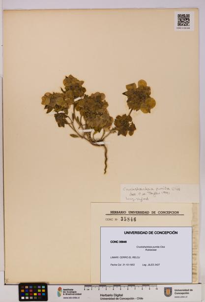 Cruckshanksia pumila [Espécimen: UDEC:CONC:0035846]