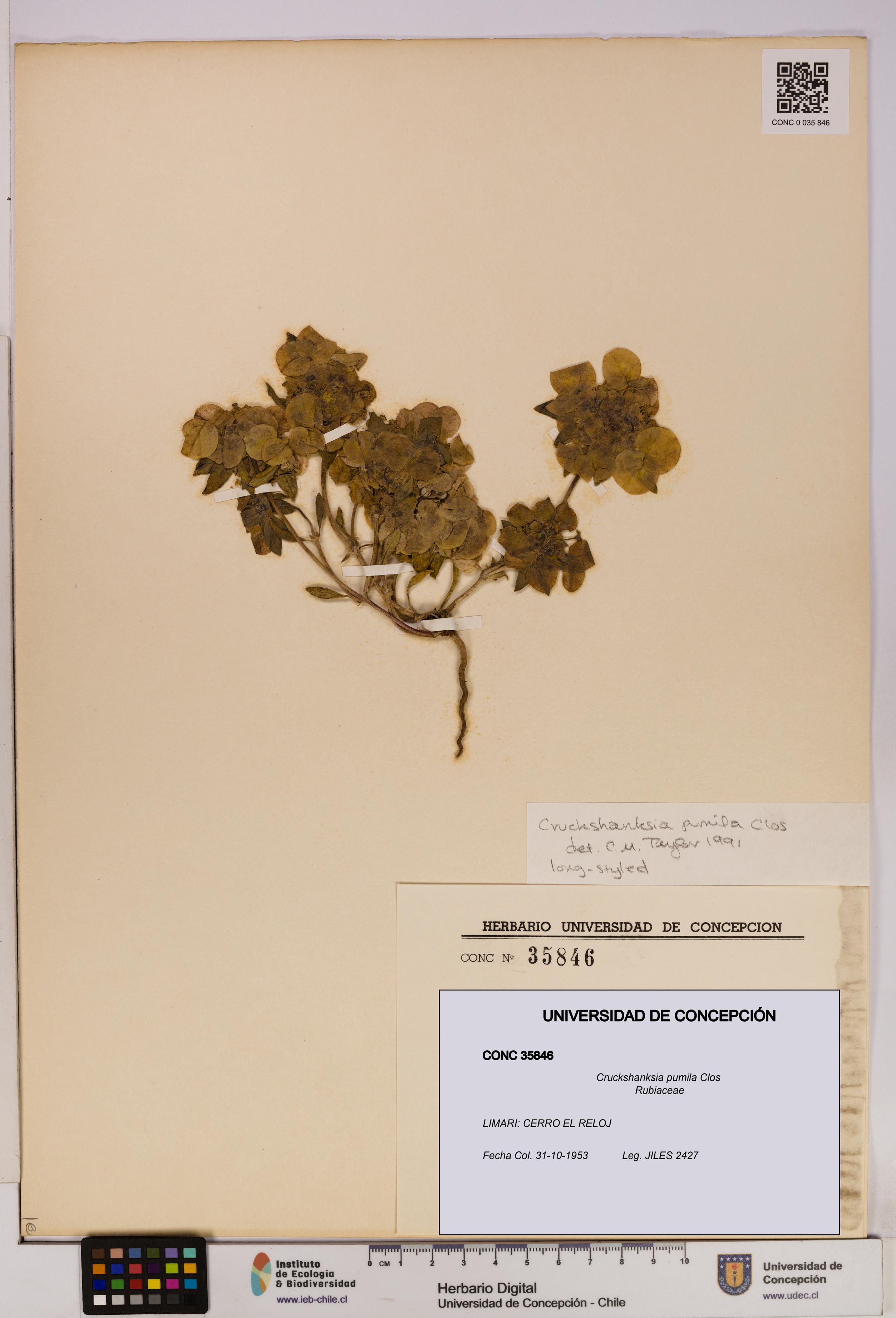 Cruckshanksia pumila [Espécimen: UDEC:CONC:0035846]