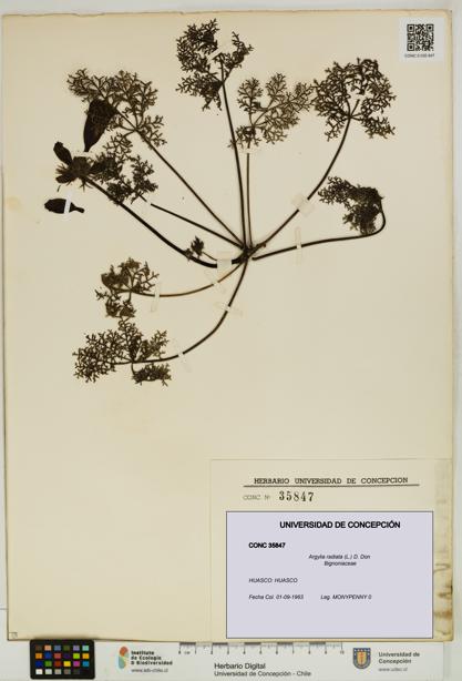 Argylia radiata [Espécimen: UDEC:CONC:0035847]