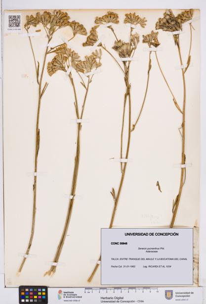 Senecio pycnanthus [Espécimen: ]