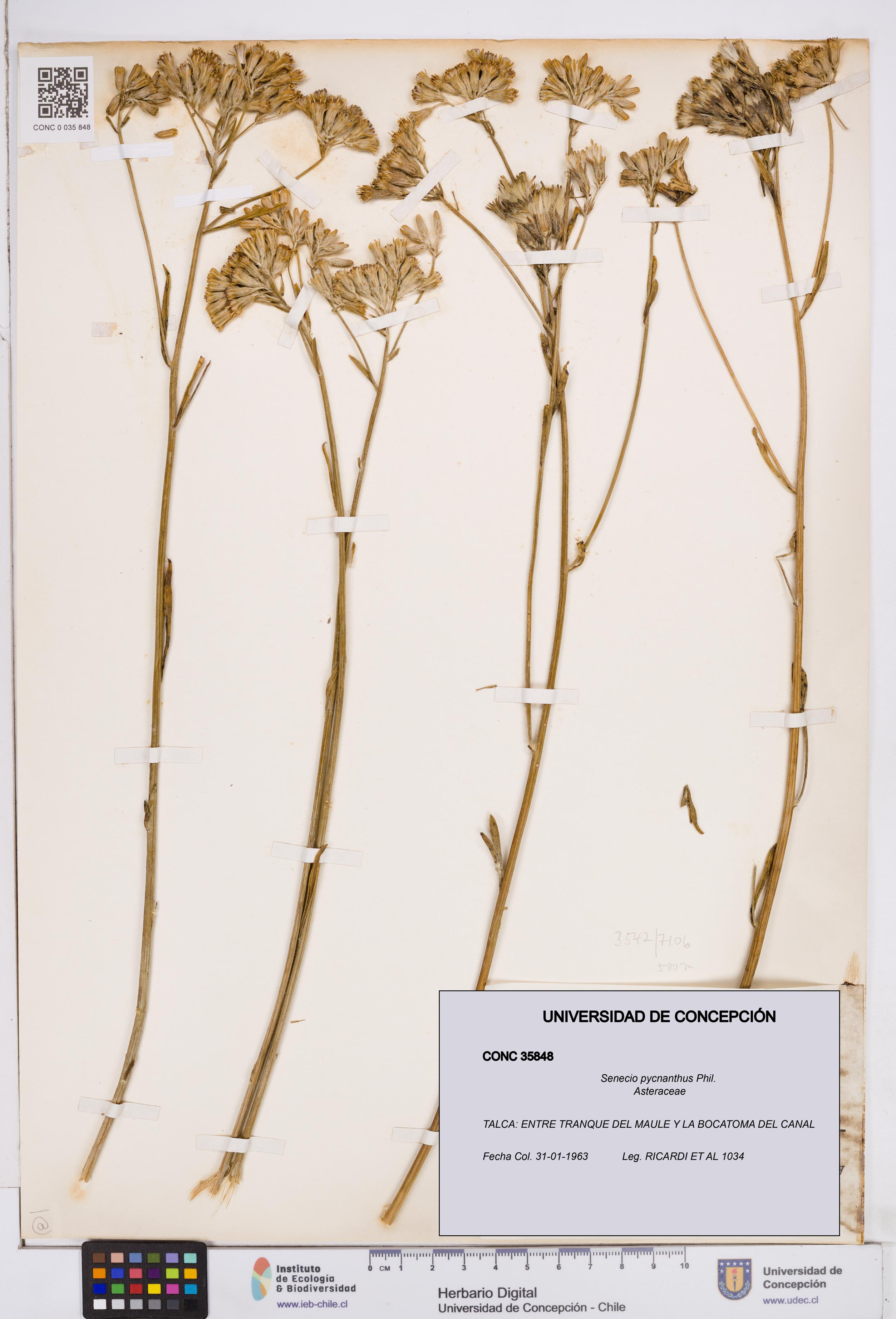 Senecio pycnanthus [Espécimen: ]