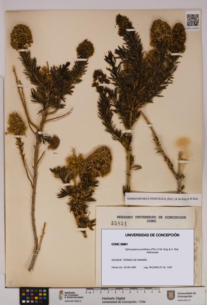 Ophryosporus pinifolius [Espécimen: UDEC:CONC:0035851]