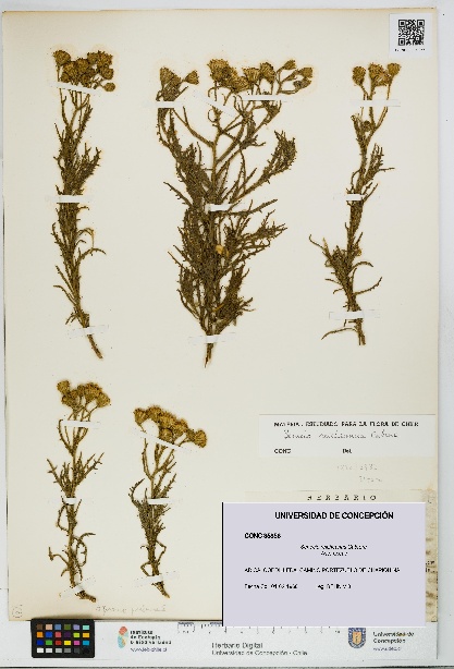 Senecio reicheanus [Espécimen: UDEC:CONC:0035856]