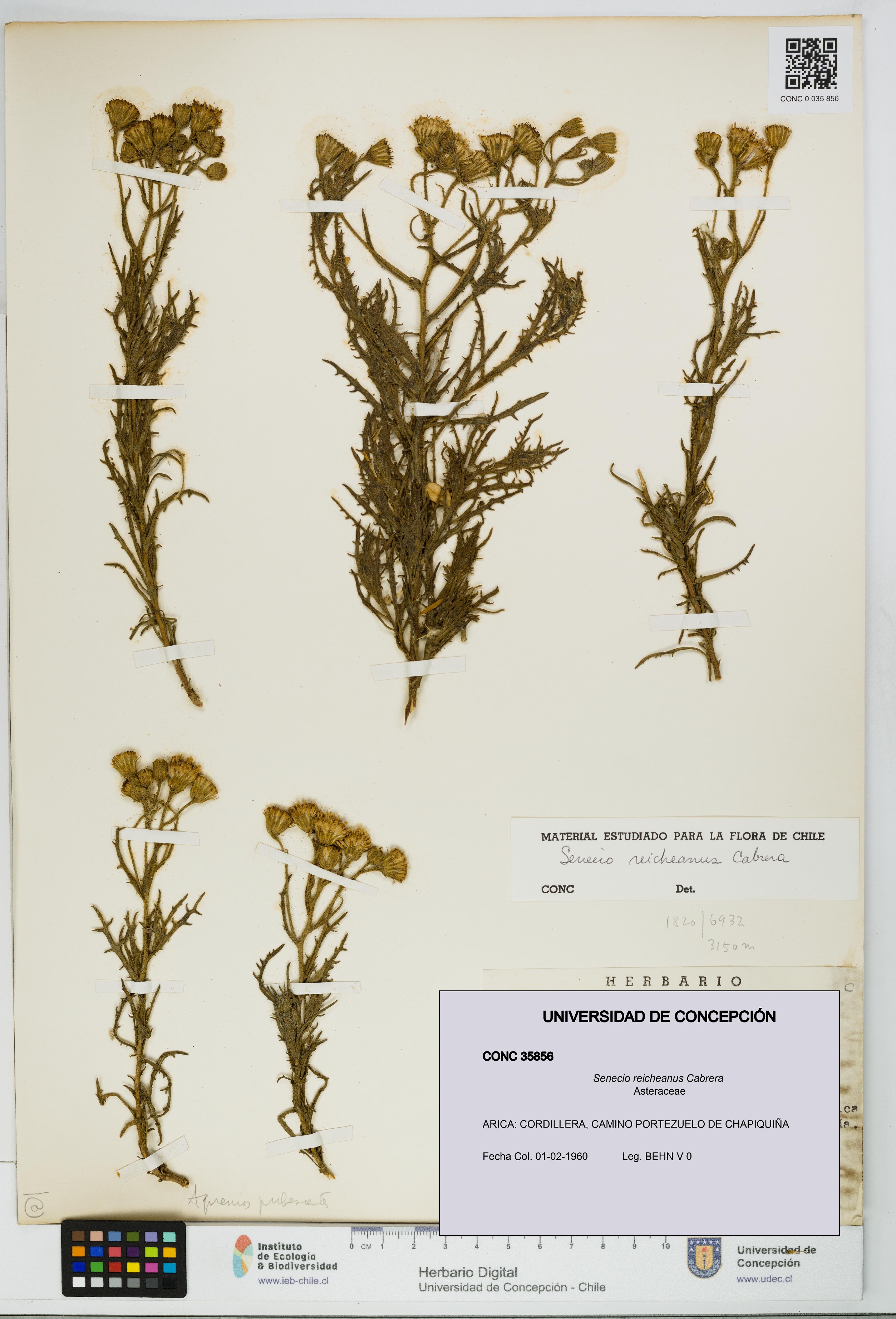 Senecio reicheanus [Espécimen: UDEC:CONC:0035856]