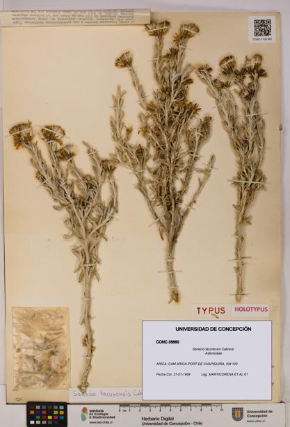Senecio tacorensis [Espécimen: UDEC:CONC:0035860]