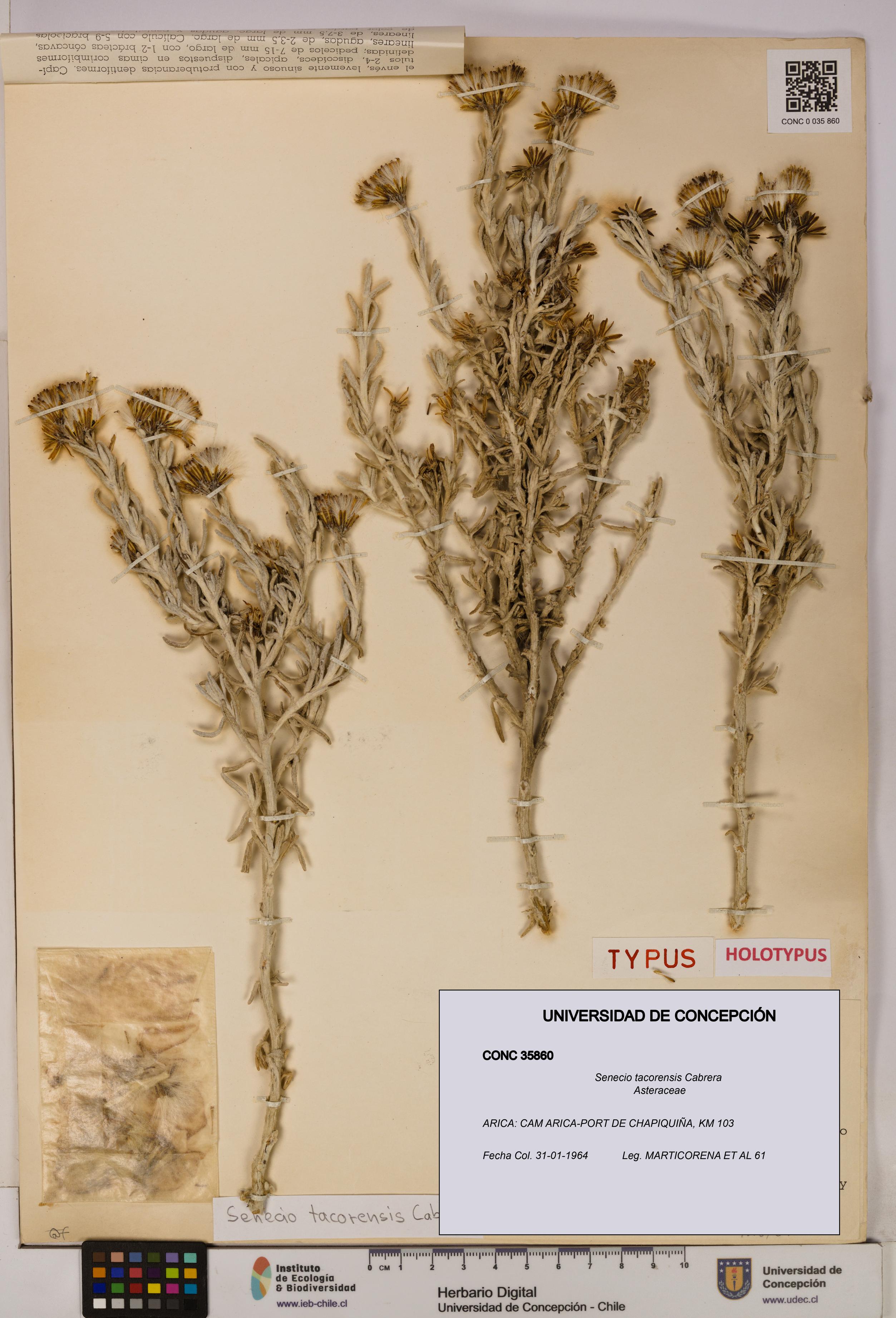 Senecio tacorensis [Espécimen: UDEC:CONC:0035860]