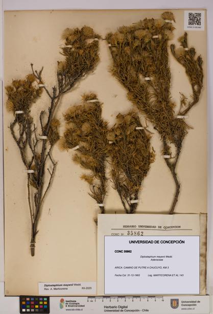 Diplostephium meyenii [Espécimen: UDEC:CONC:0035862]