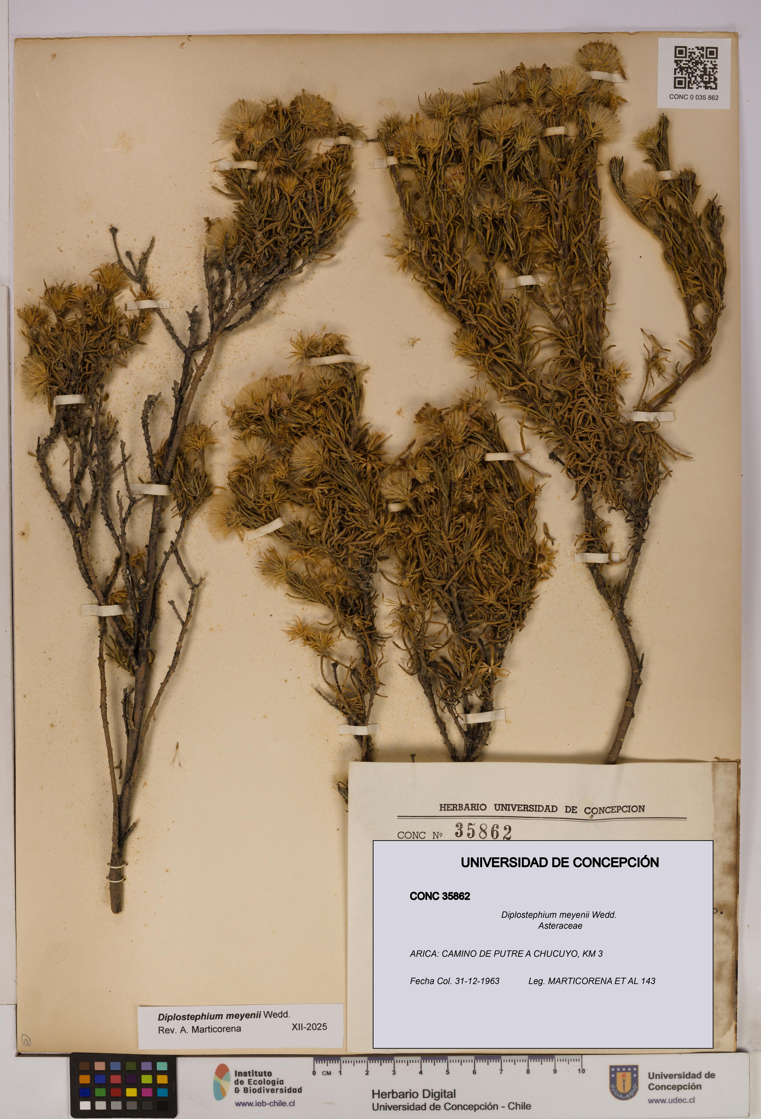 Diplostephium meyenii [Espécimen: UDEC:CONC:0035862]