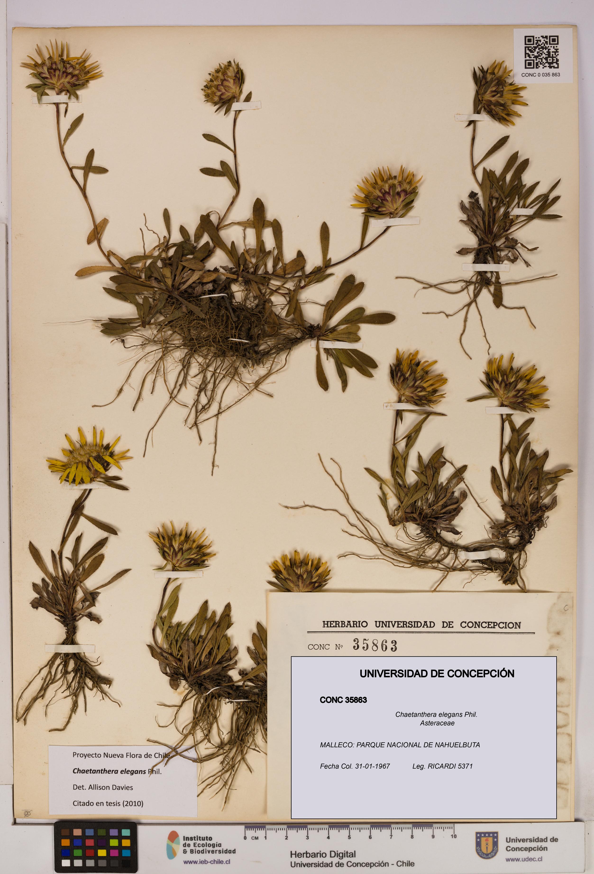 Chaetanthera elegans [Espécimen: UDEC:CONC:0035863]