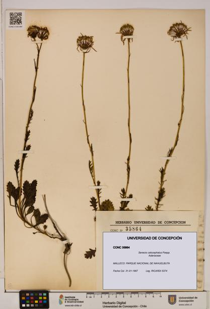 Senecio calocephalus [Espécimen: UDEC:CONC:0035864]