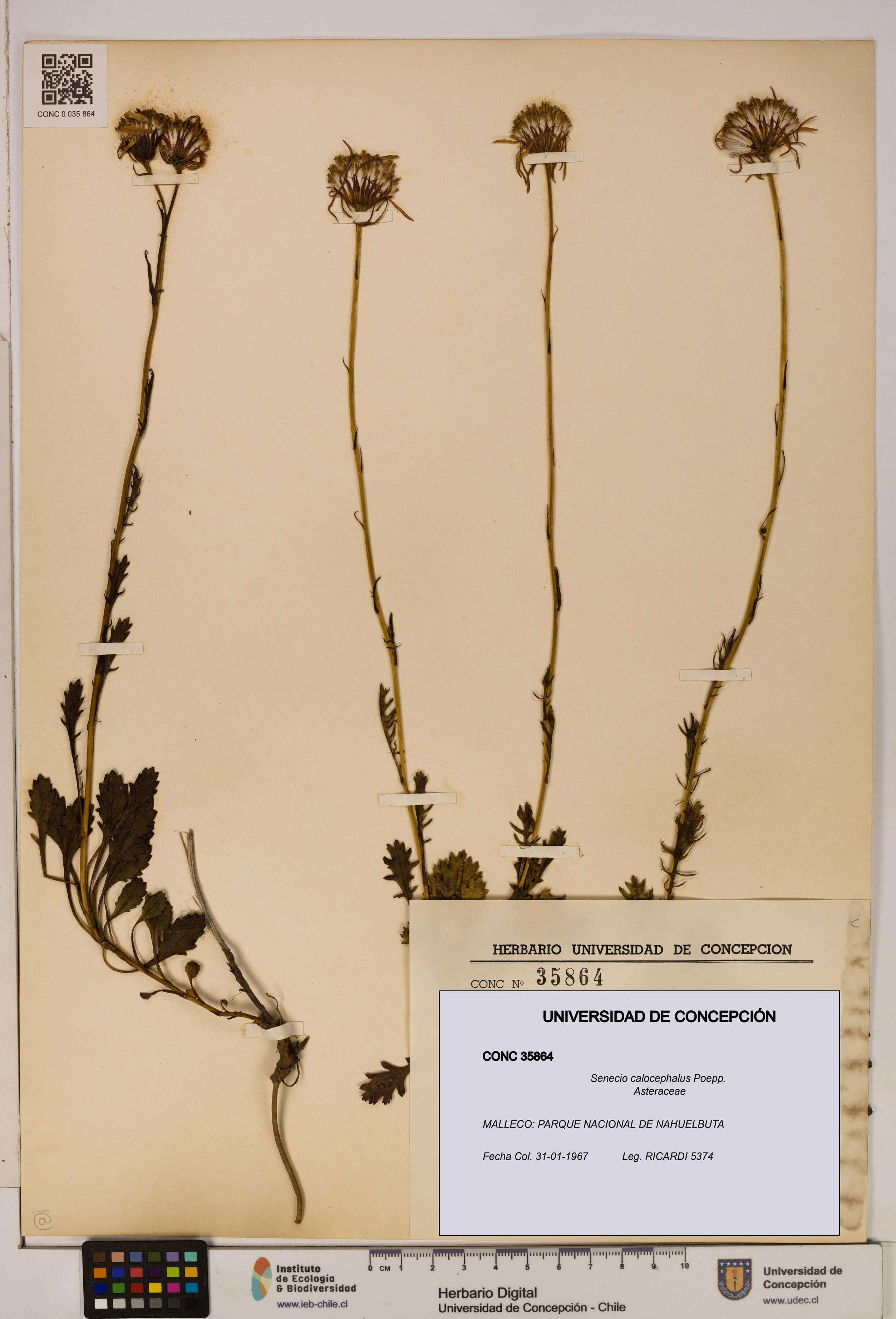 Senecio calocephalus [Espécimen: UDEC:CONC:0035864]