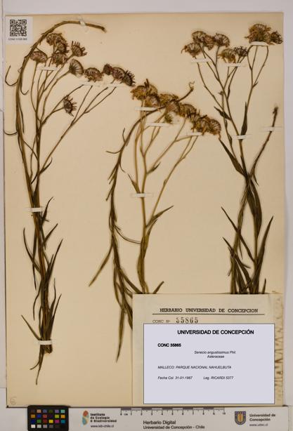 Senecio angustissimus [Espécimen: UDEC:CONC:0035865]