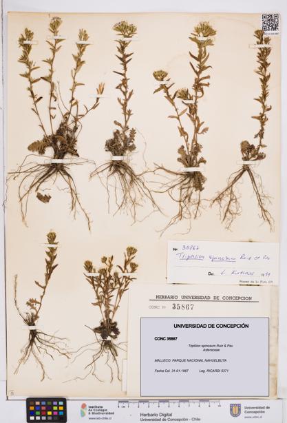 Triptilion spinosum [Espécimen: ]