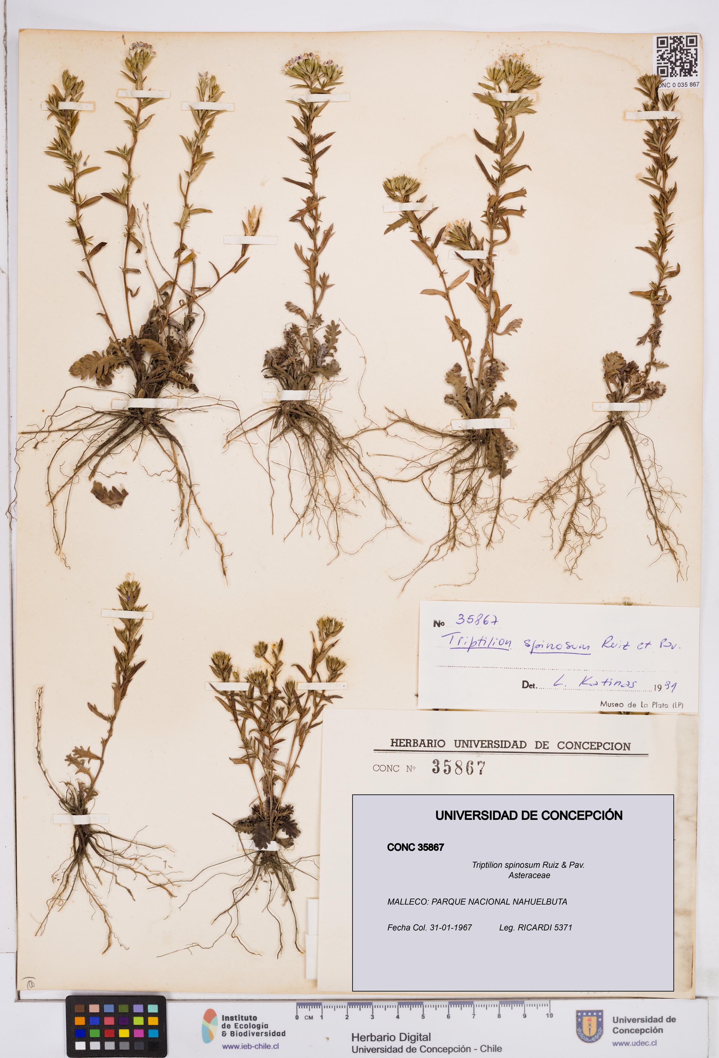 Triptilion spinosum [Espécimen: ]