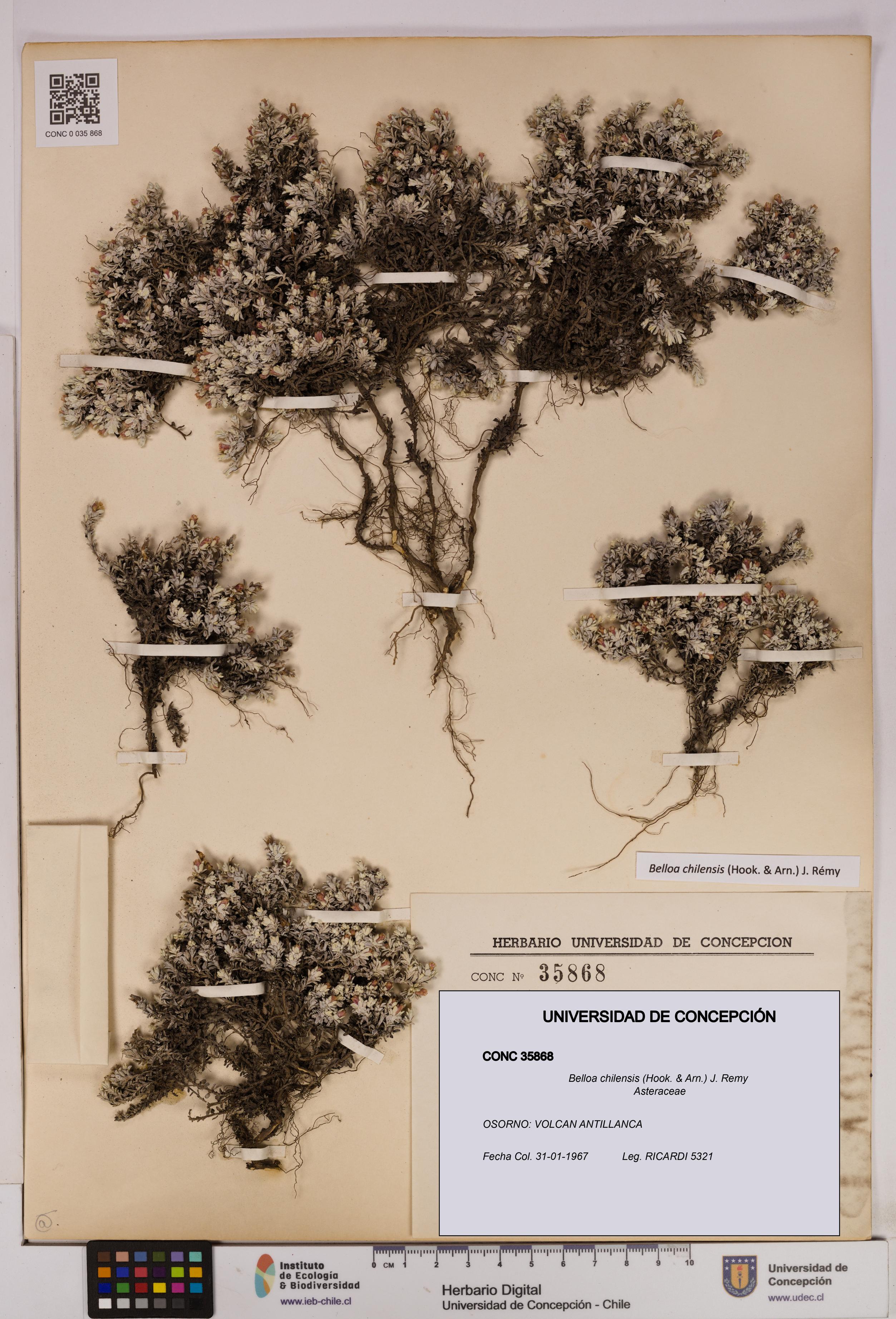 Belloa chilensis [Espécimen: UDEC:CONC:0035868]