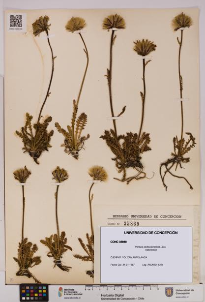 Perezia pedicularidifolia [Espécimen: UDEC:CONC:0035869]