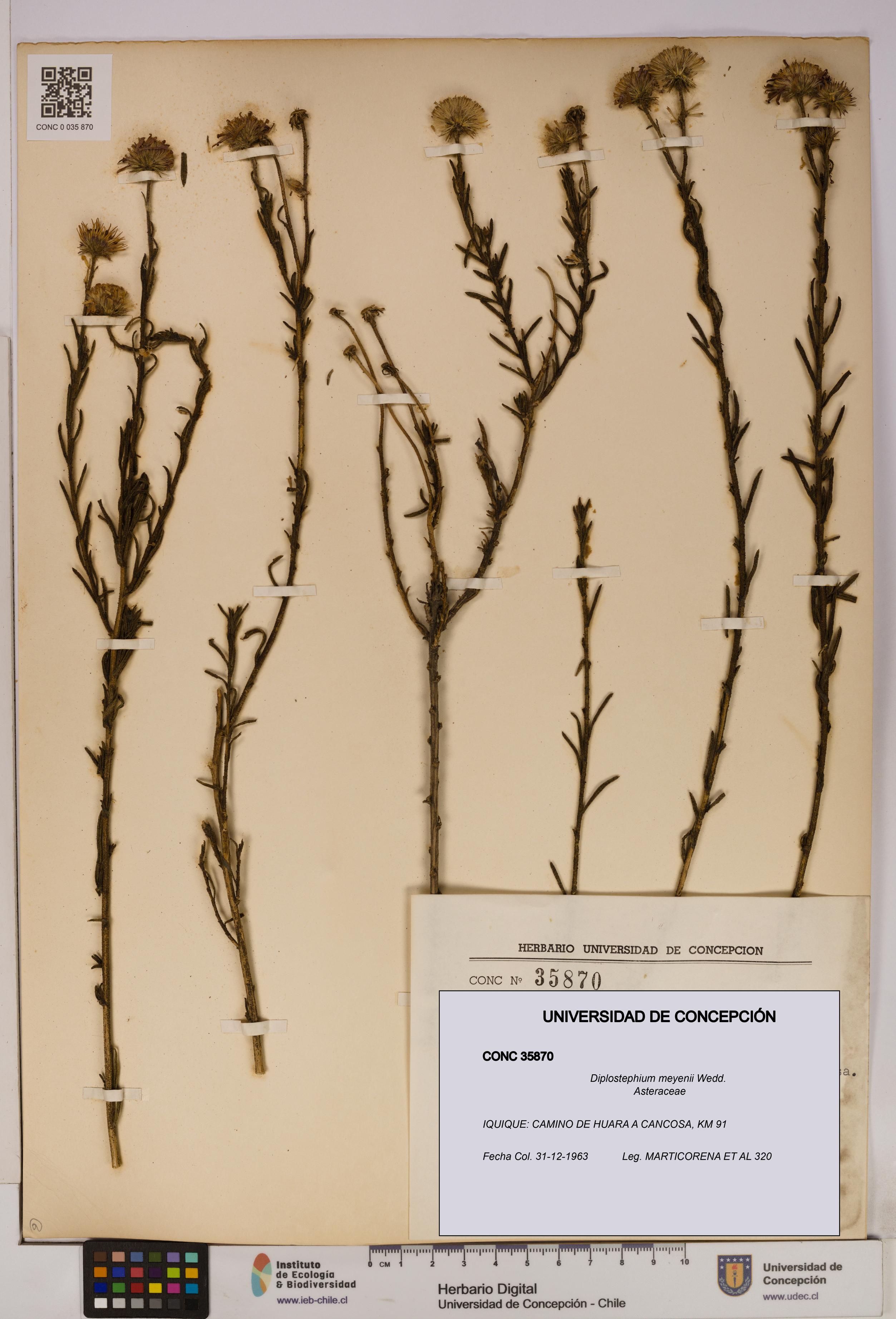 Diplostephium meyenii [Espécimen: UDEC:CONC:0035870]