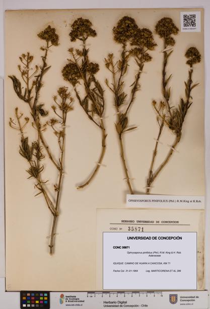 Ophryosporus pinifolius [Espécimen: UDEC:CONC:0035871]
