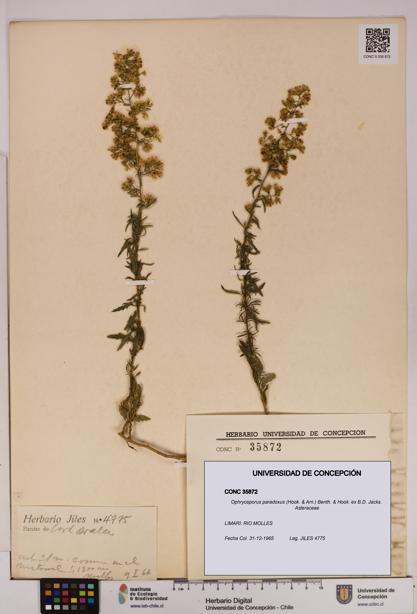 Ophryosporus paradoxus [Espécimen: UDEC:CONC:0035872]