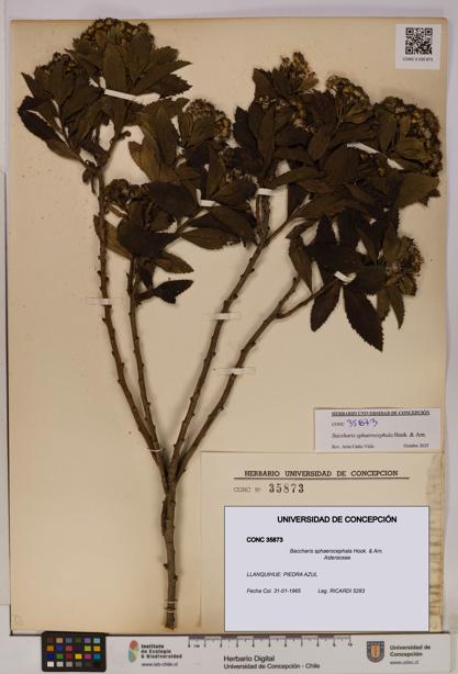 Baccharis sphaerocephala [Espécimen: UDEC:CONC:0035873]