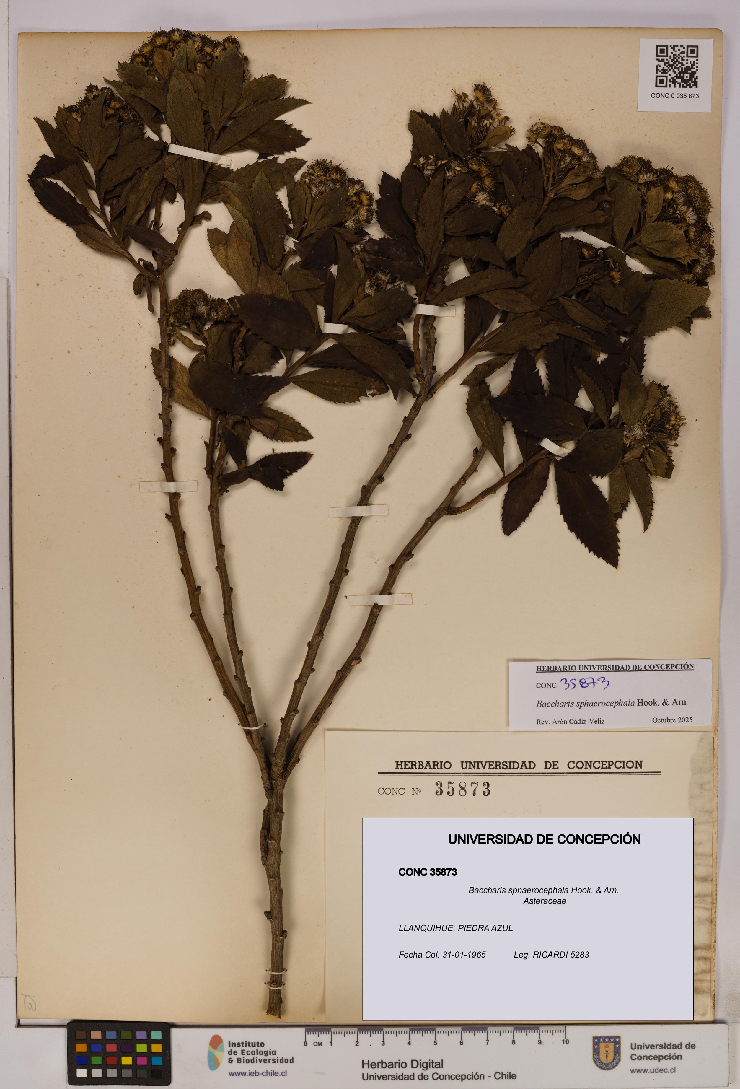 Baccharis sphaerocephala [Espécimen: UDEC:CONC:0035873]
