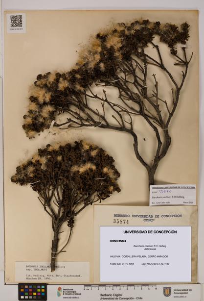 Baccharis zoellneri [Espécimen: UDEC:CONC:0035874]