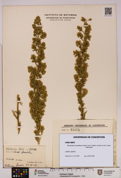 Ophryosporus paradoxus [Espécimen: UDEC:CONC:0035875]