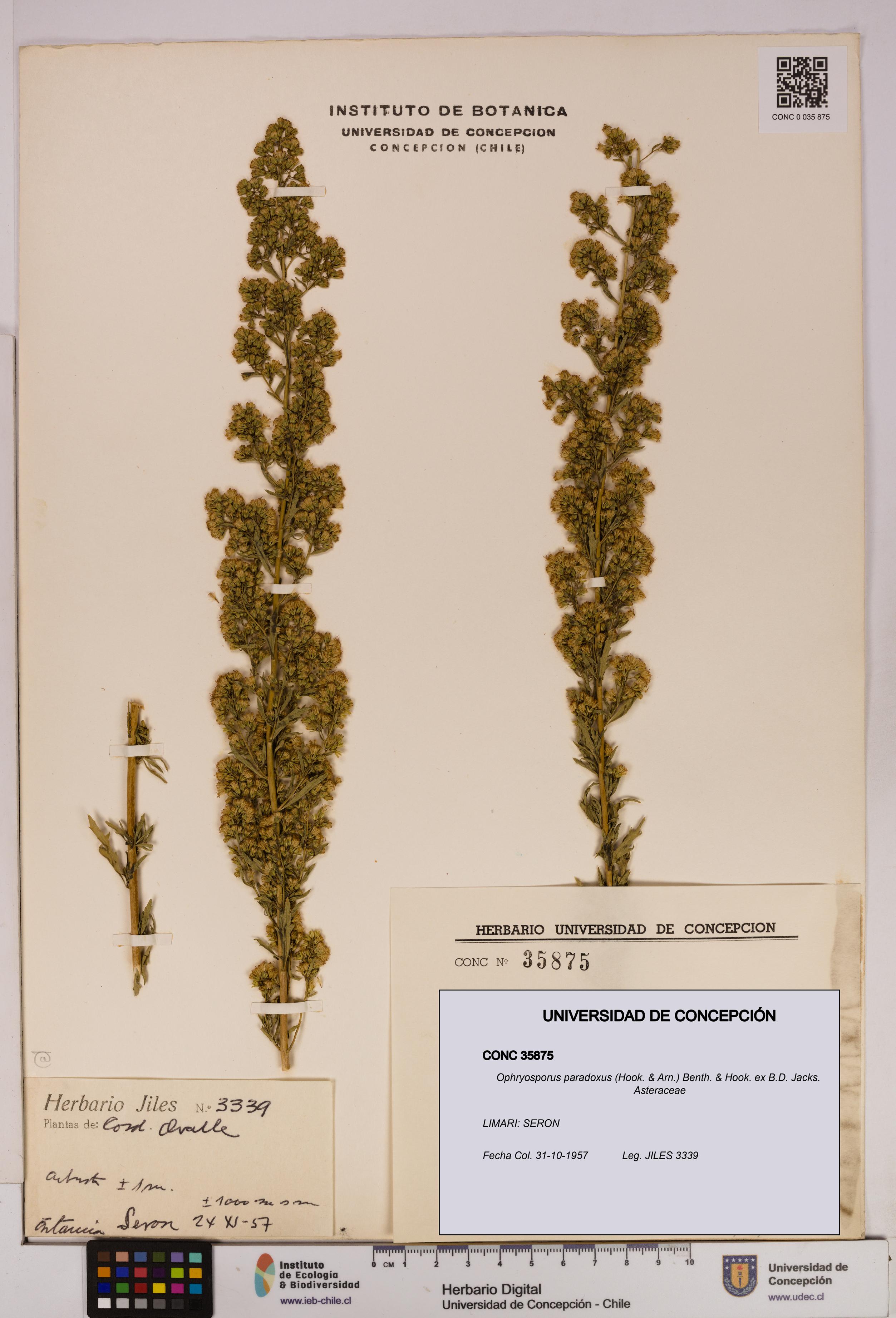 Ophryosporus paradoxus [Espécimen: UDEC:CONC:0035875]