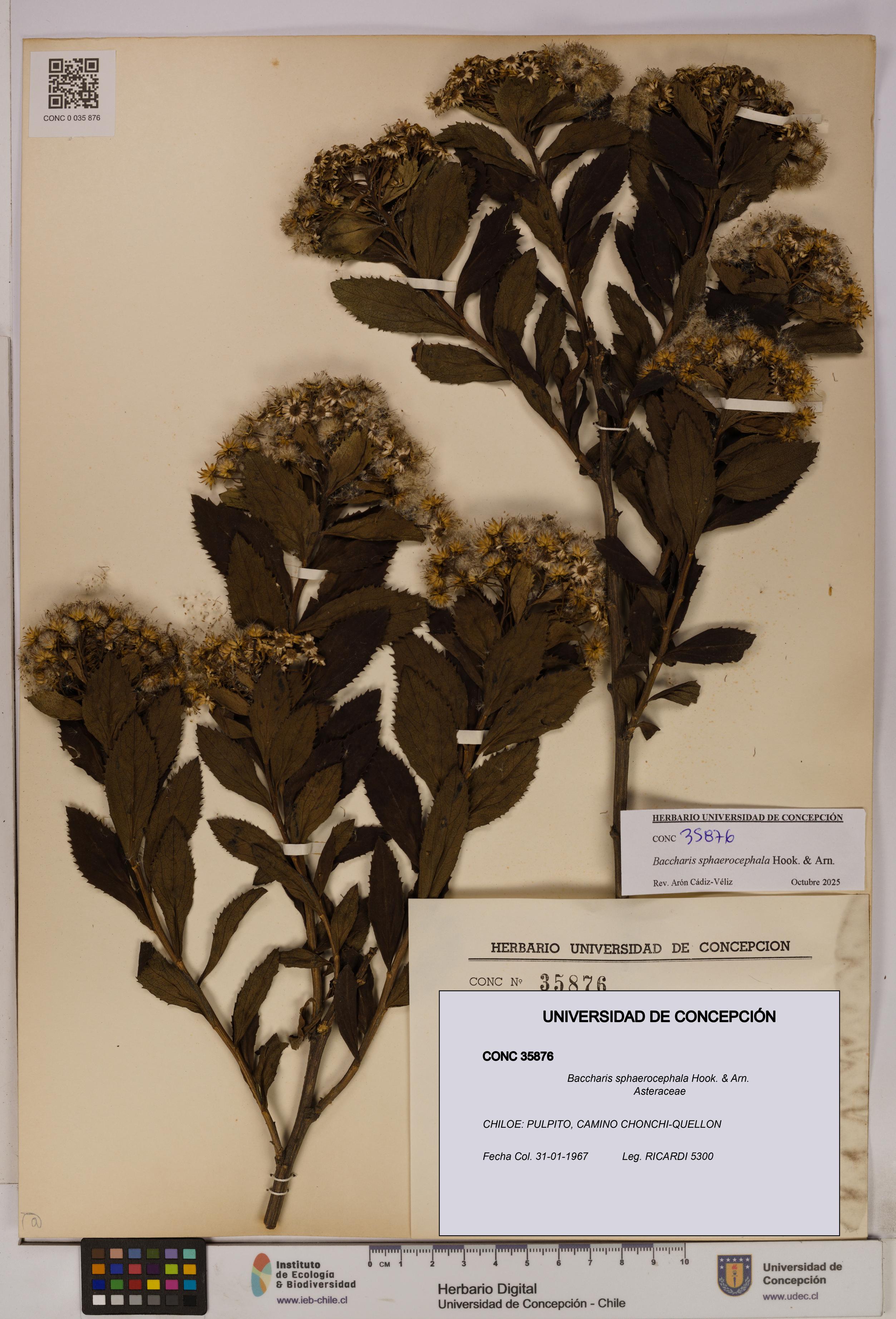 Baccharis sphaerocephala [Espécimen: UDEC:CONC:0035876]