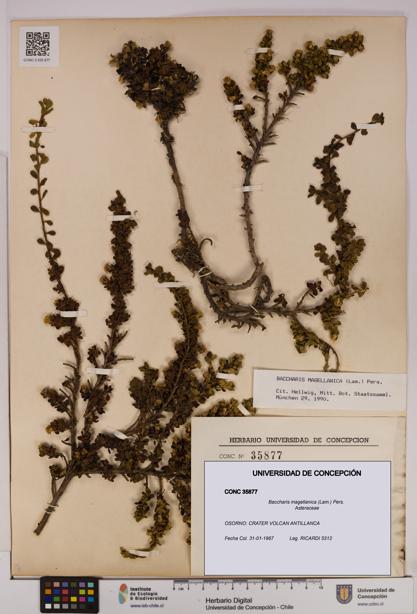 Baccharis magellanica [Espécimen: UDEC:CONC:0035877]