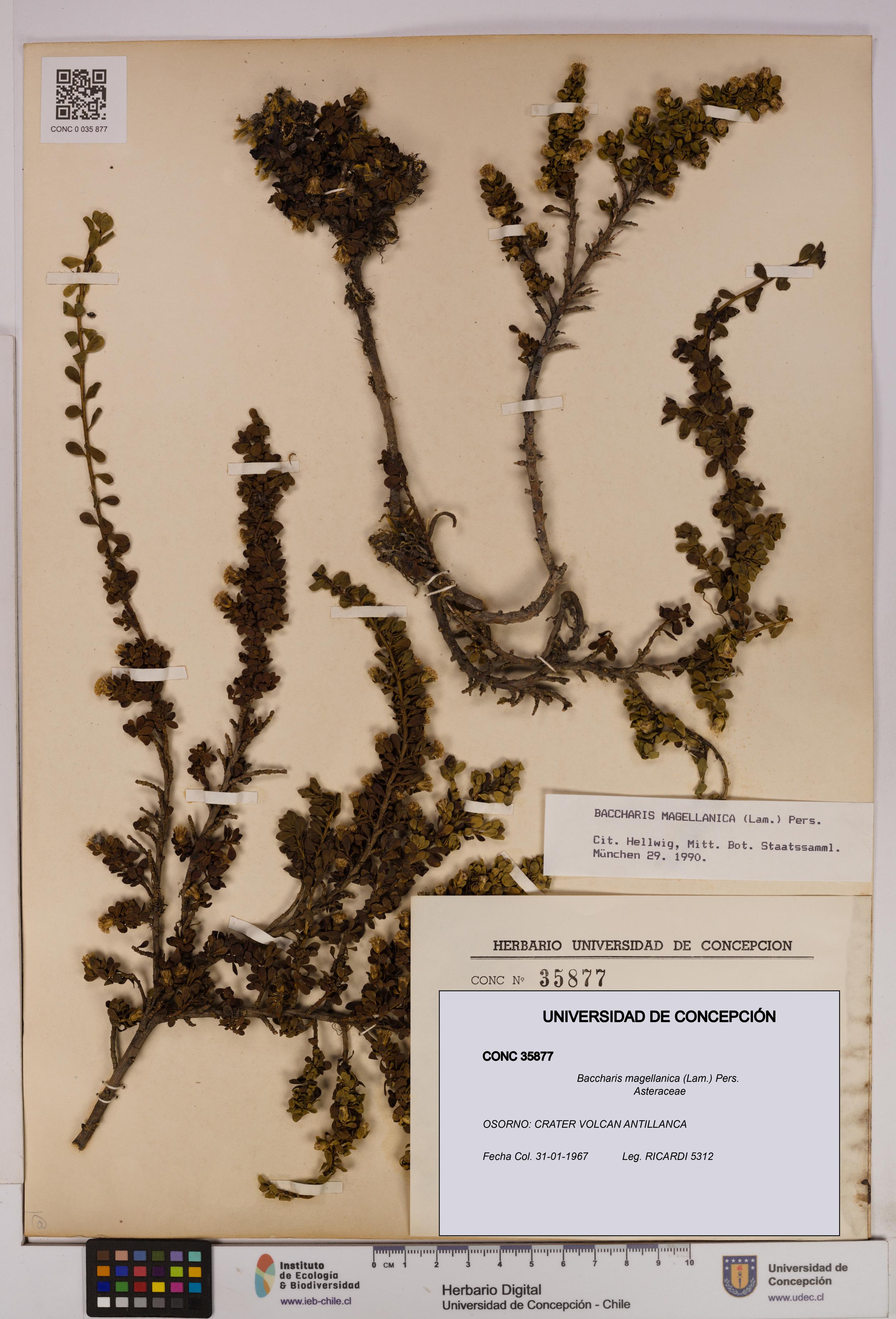 Baccharis magellanica [Espécimen: UDEC:CONC:0035877]