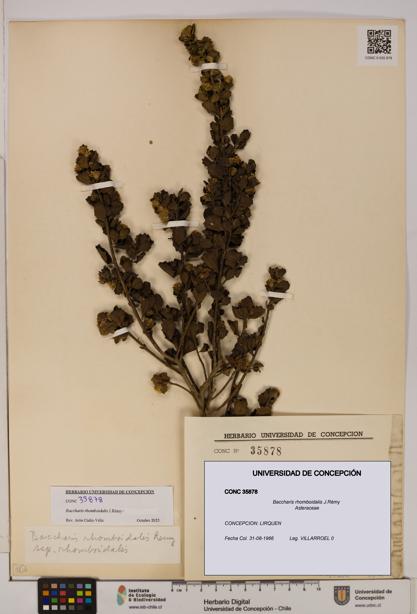 Baccharis rhomboidalis [Espécimen: UDEC:CONC:0035878]