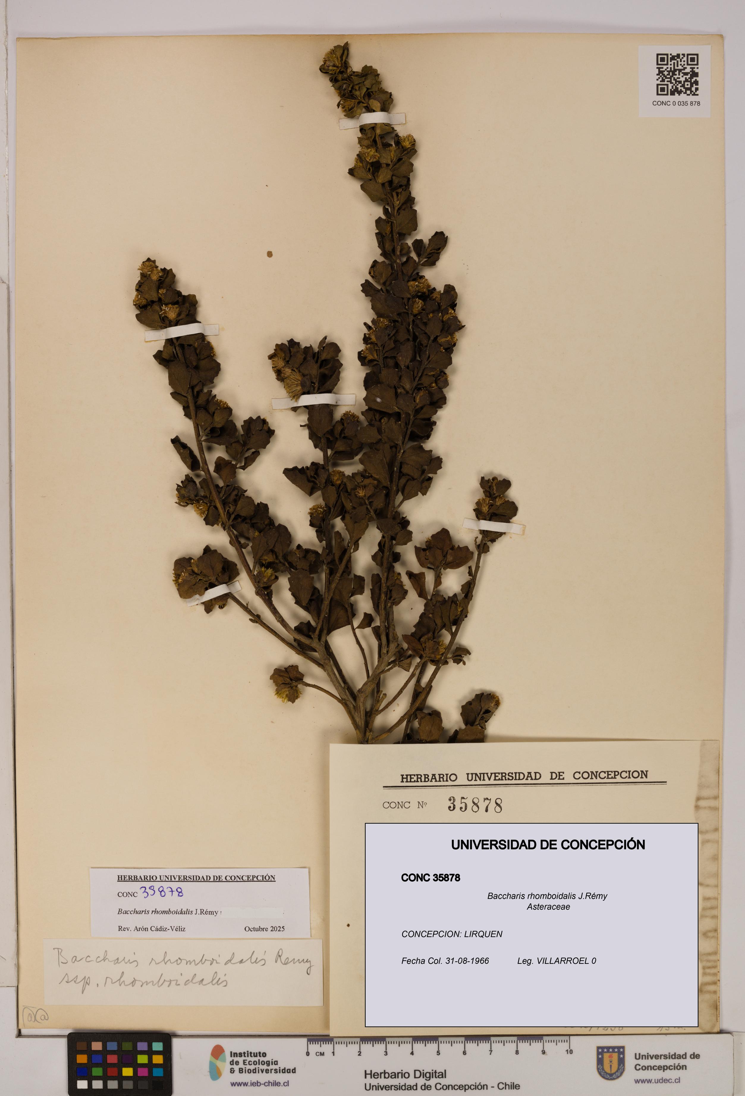 Baccharis rhomboidalis [Espécimen: UDEC:CONC:0035878]