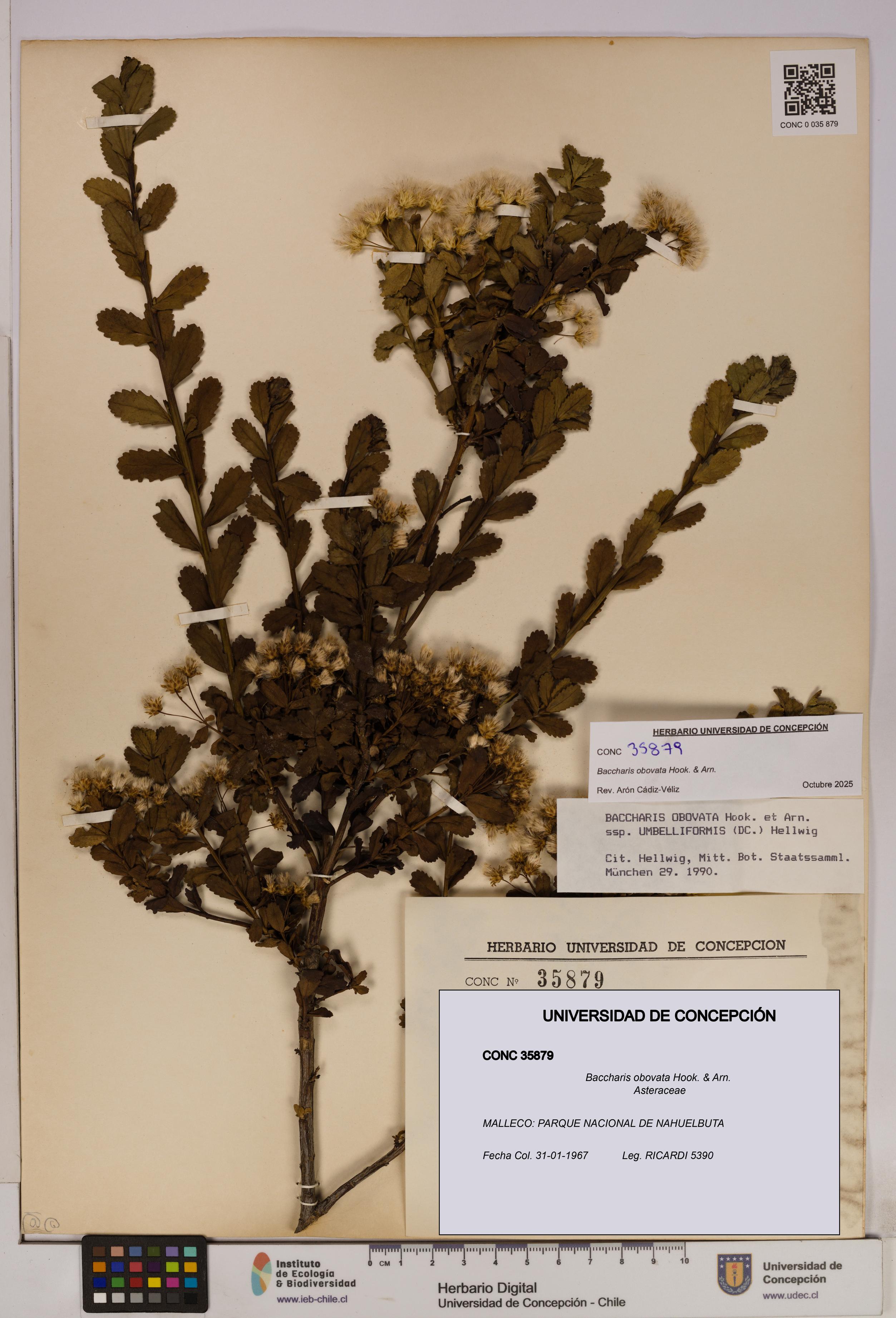 Baccharis obovata [Espécimen: UDEC:CONC:0035879]
