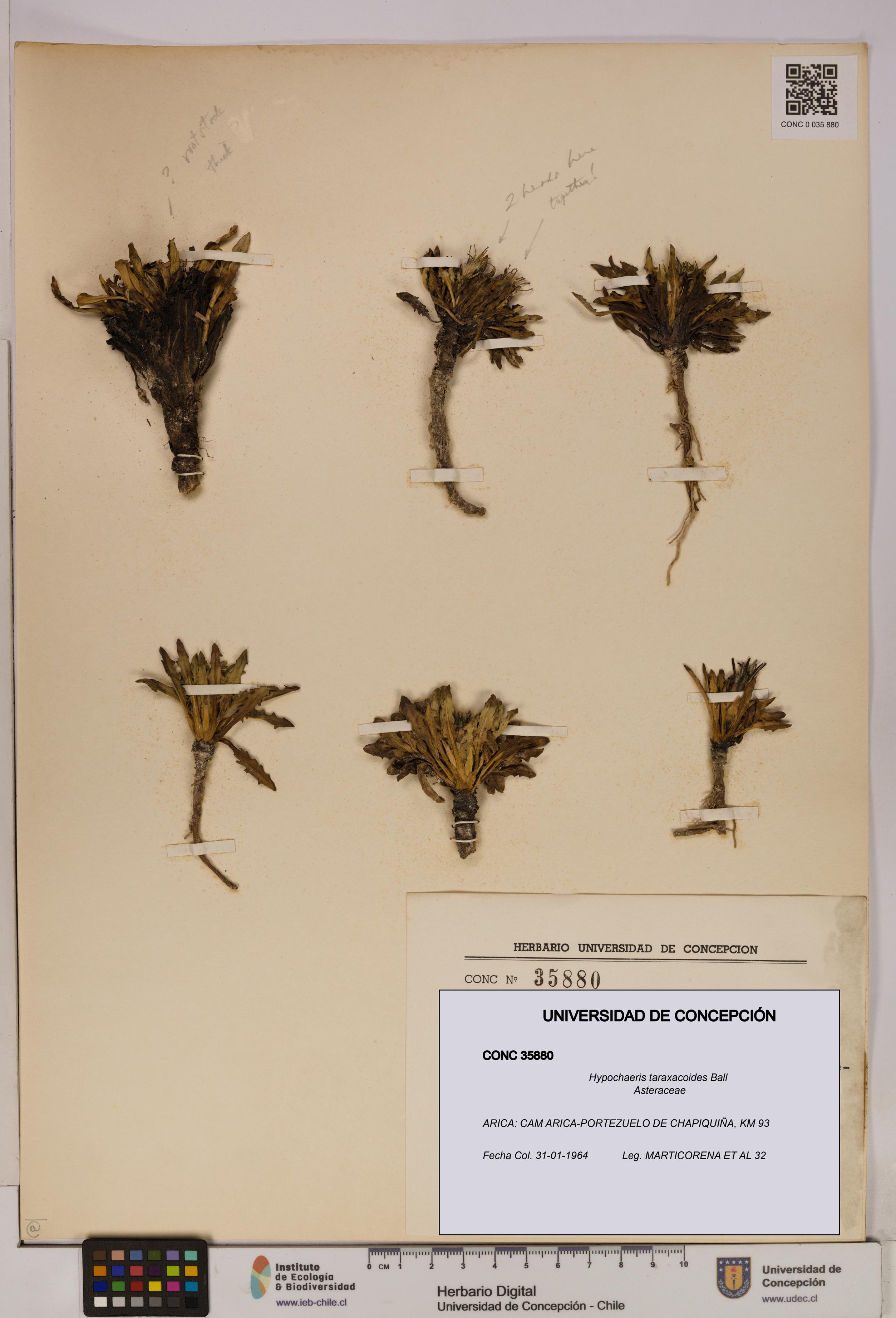 Hypochaeris taraxacoides [Espécimen: UDEC:CONC:0035880]