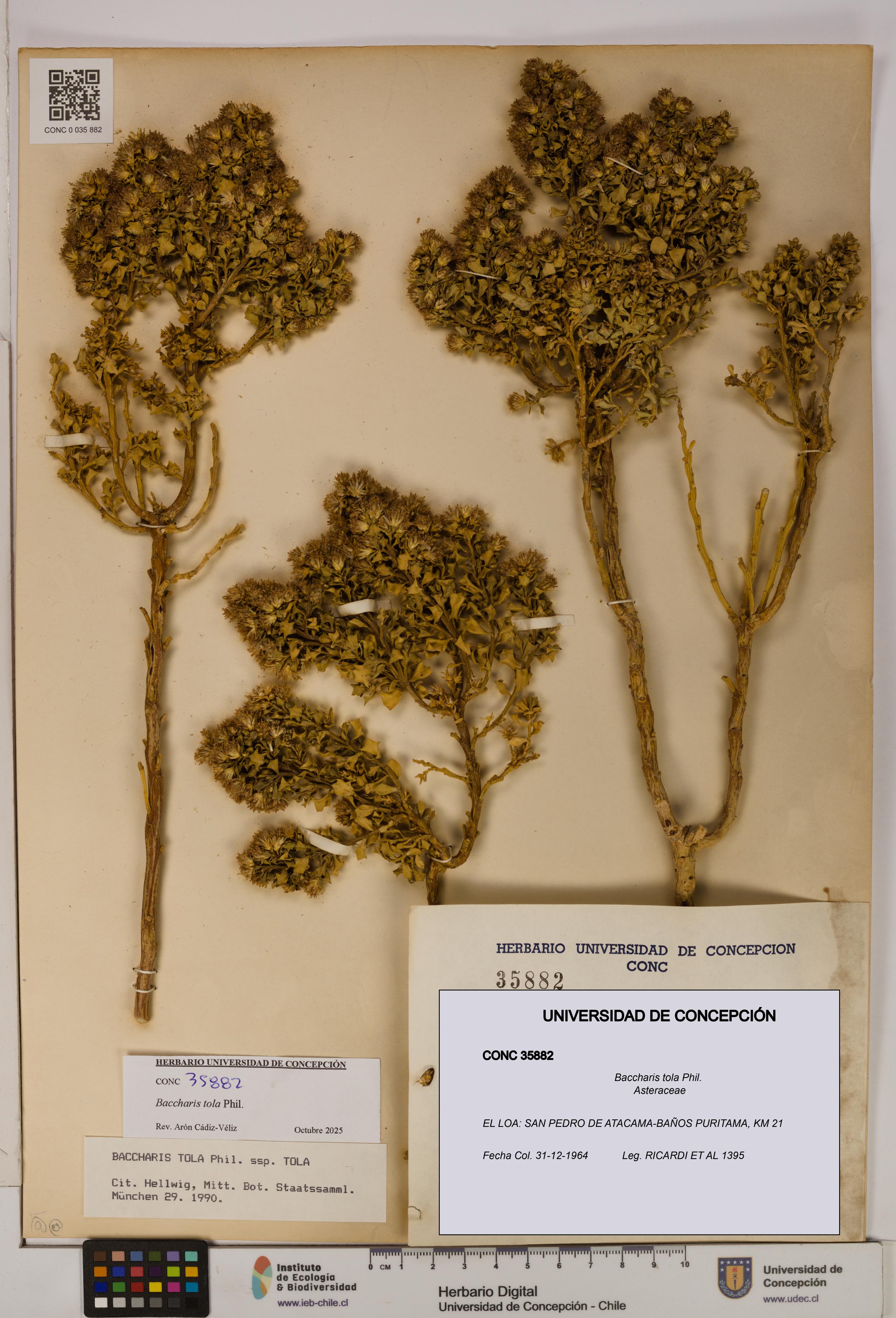 Baccharis tola [Espécimen: UDEC:CONC:0035882]