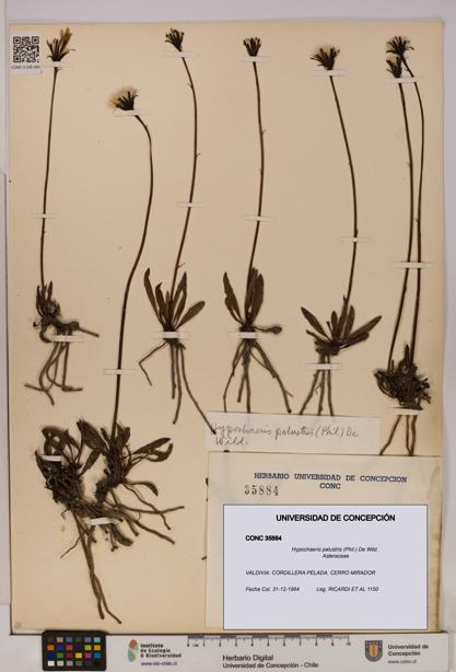 Hypochaeris palustris [Espécimen: UDEC:CONC:0035884]