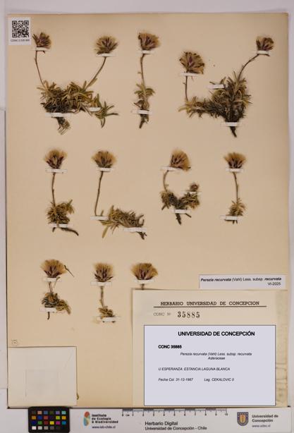 Perezia recurvata subsp. recurvata [Espécimen: UDEC:CONC:0035885]