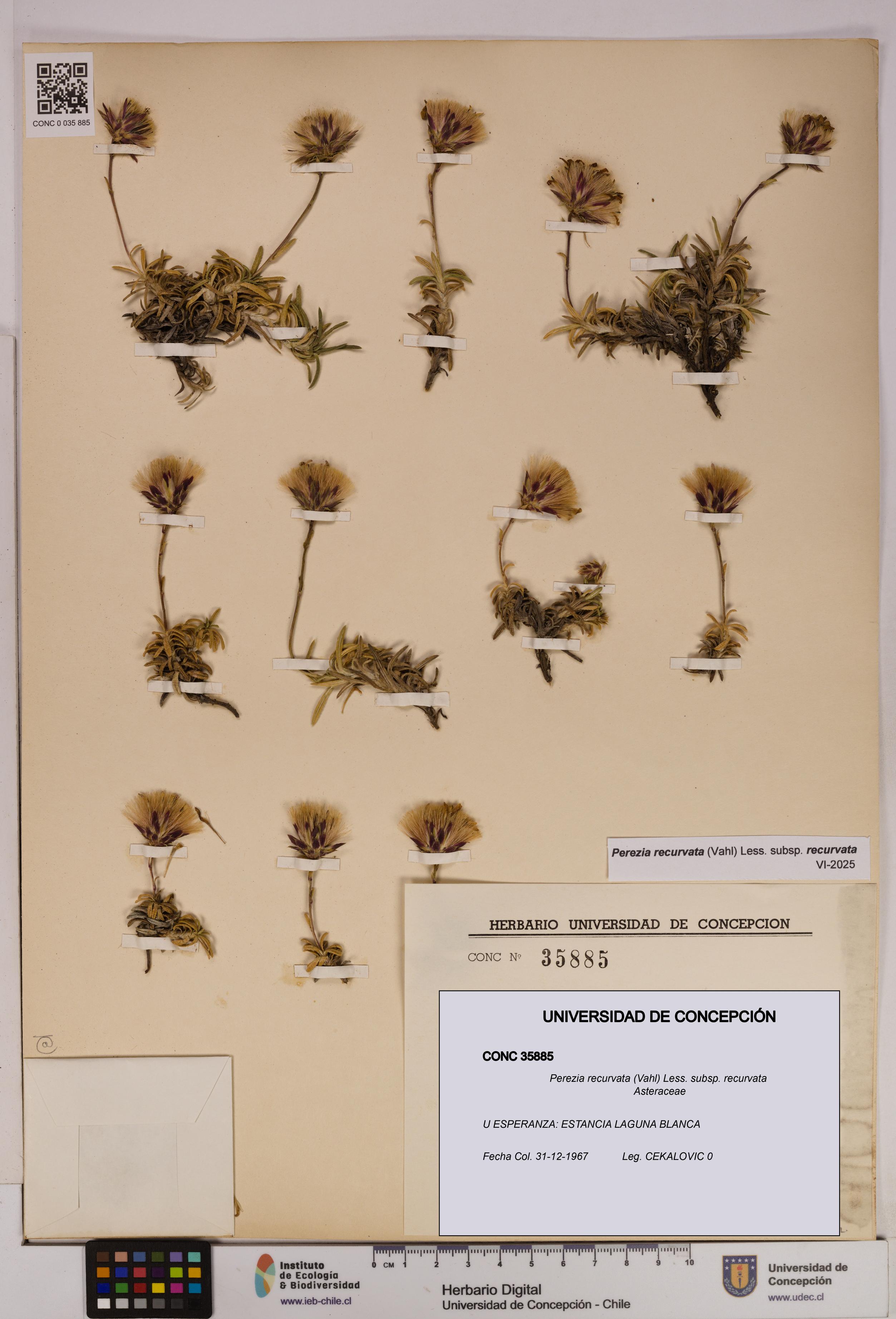 Perezia recurvata subsp. recurvata [Espécimen: UDEC:CONC:0035885]