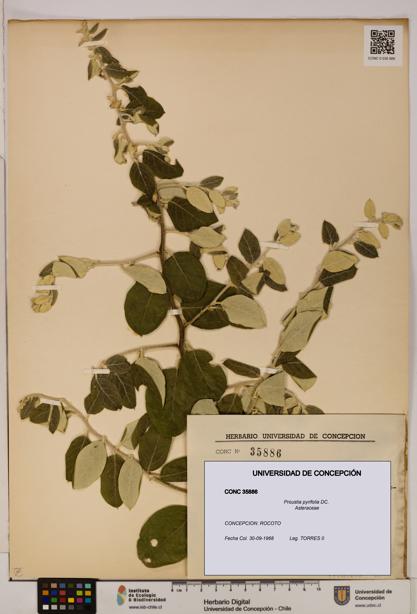 Proustia pyrifolia [Espécimen: UDEC:CONC:0035886]