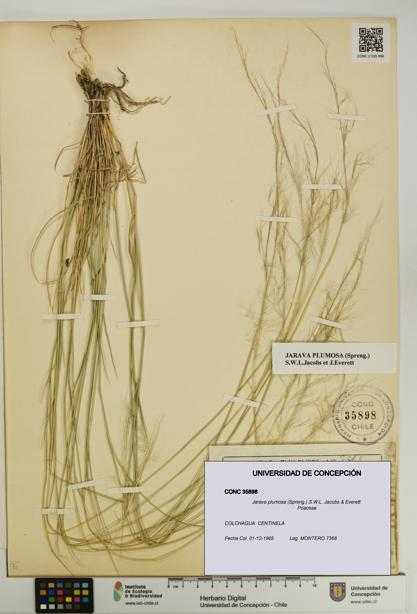 Jarava plumosa [Espécimen: UDEC:CONC:0035898]