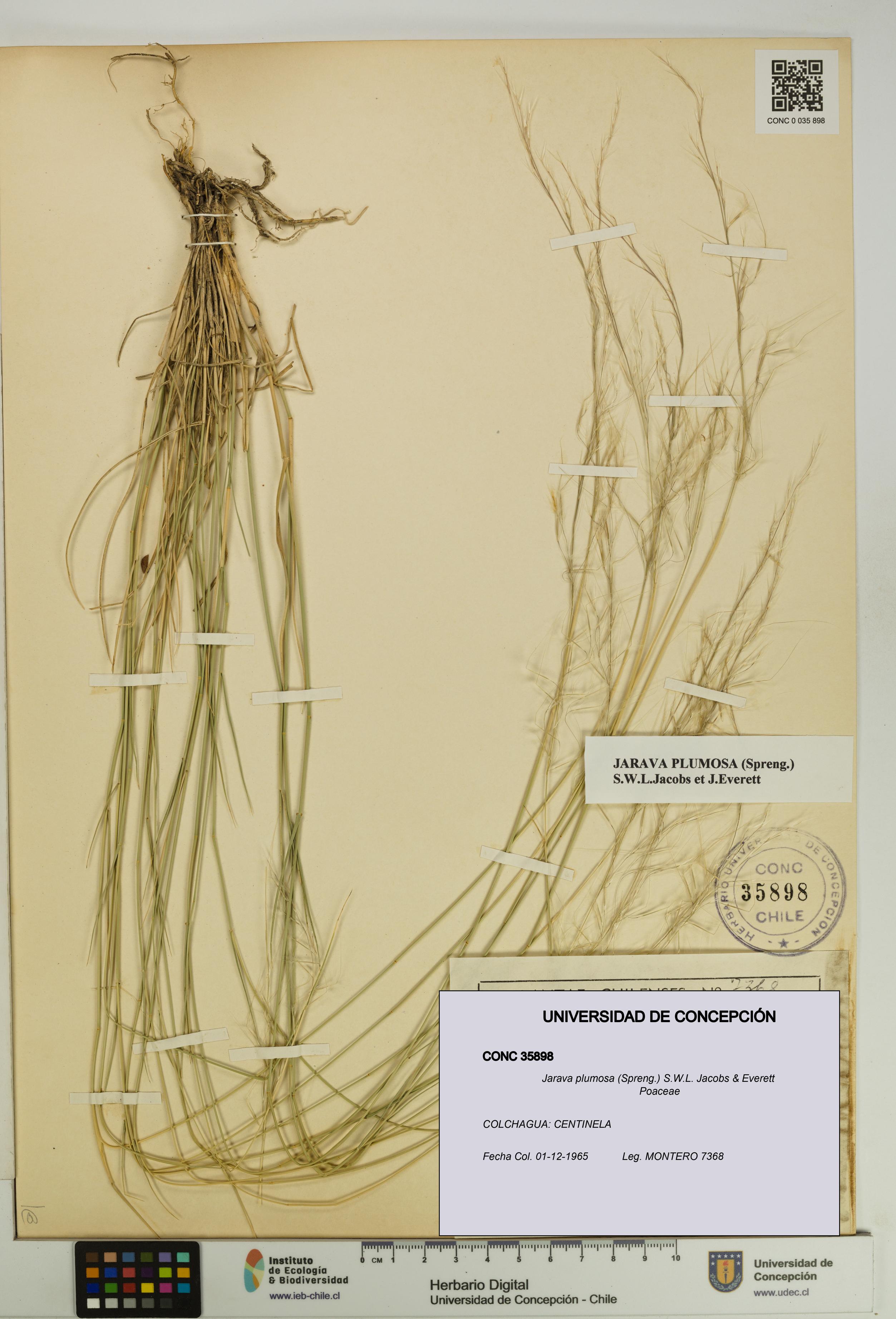 Jarava plumosa [Espécimen: UDEC:CONC:0035898]