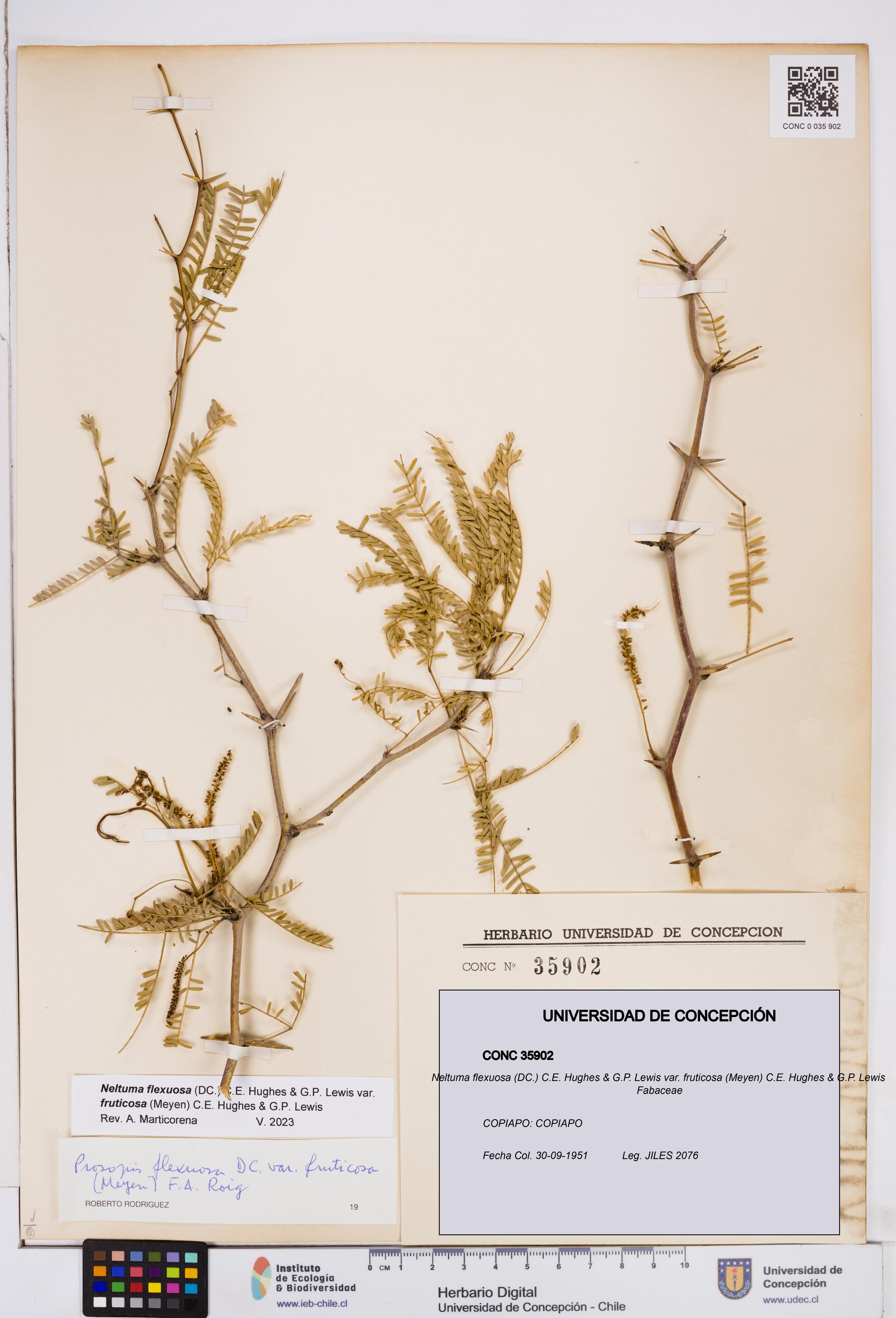 Neltuma flexuosa var. fruticosa [Espécimen: ]