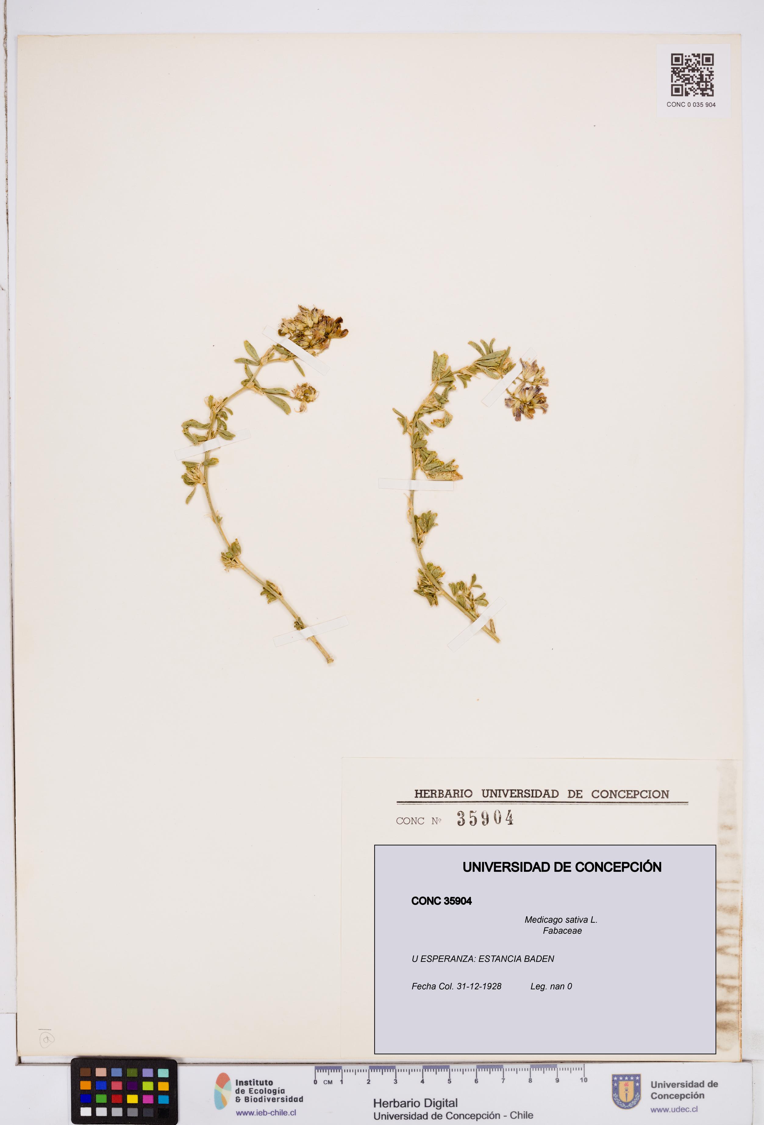 Medicago sativa [Espécimen: ]