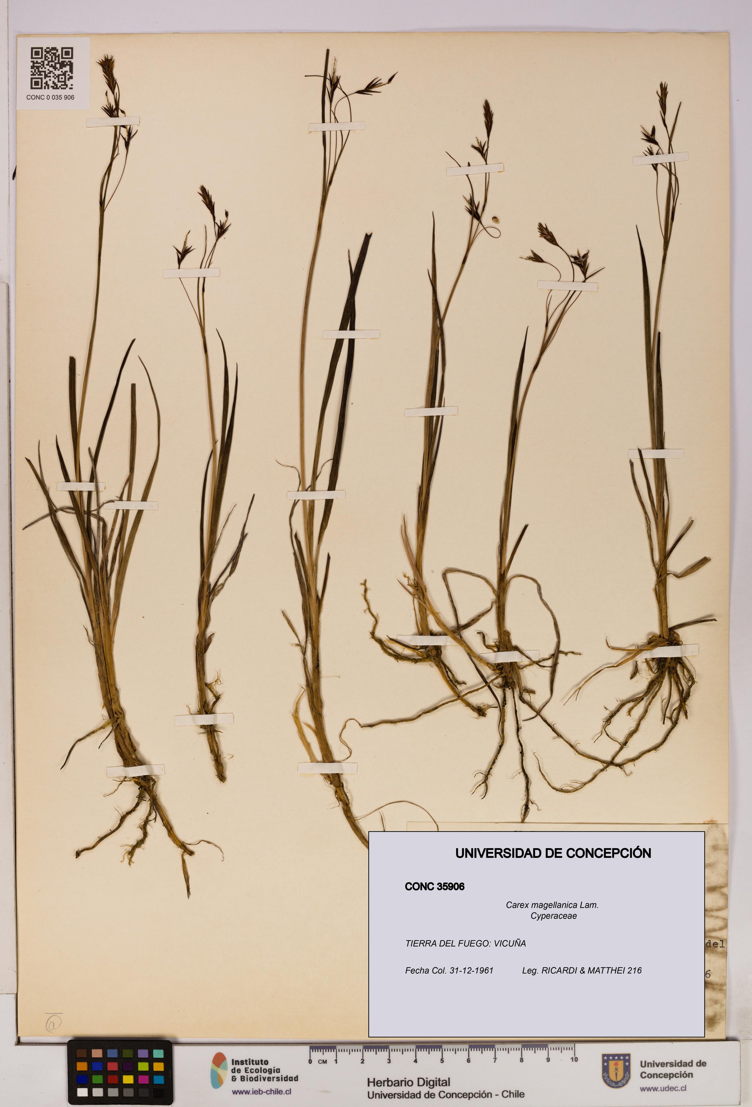 Carex magellanica [Espécimen: UDEC:CONC:0035906]