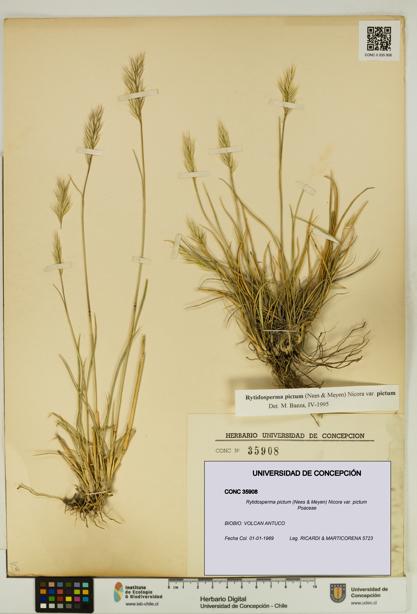 Rytidosperma pictum var. pictum [Espécimen: UDEC:CONC:0035908]