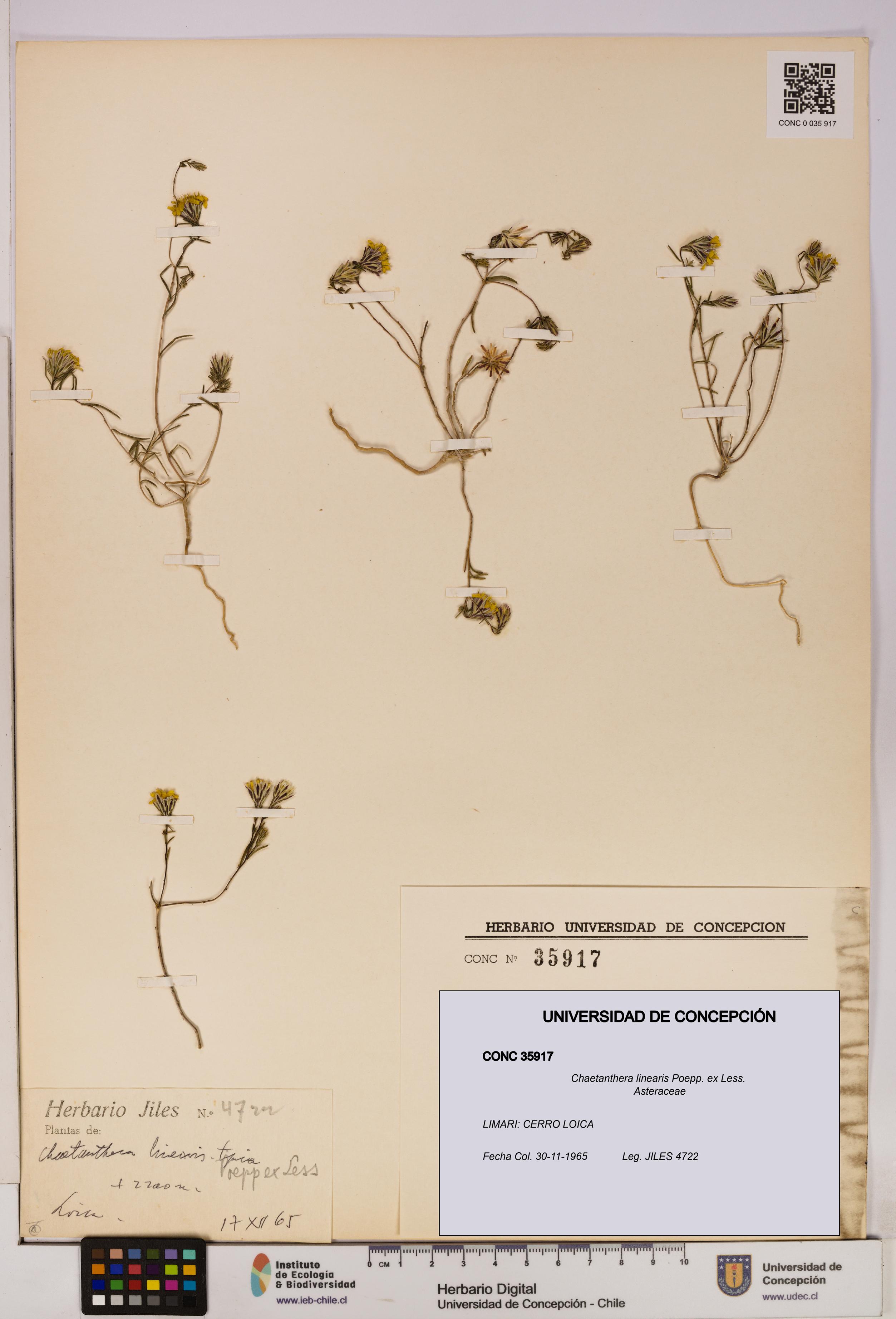 Chaetanthera linearis [Espécimen: UDEC:CONC:0035917]